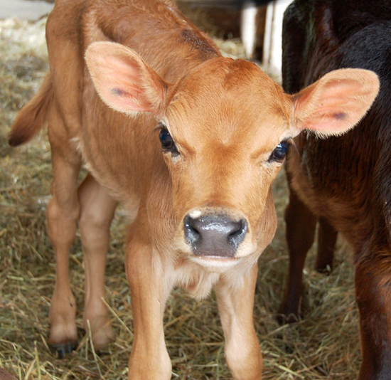 baby-cow.jpg